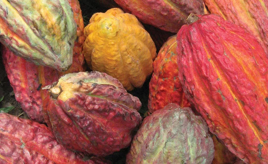 Transparency and healthy indulgence reign in the world of chocolate ingredients