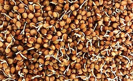 Improving snacks and baked goods with healthy grain ingredients