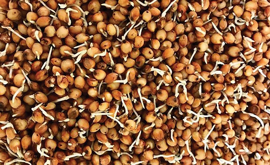 Improving snacks and baked goods with healthy grain ingredients