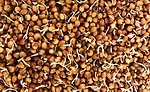 Improving snacks and baked goods with healthy grain ingredients