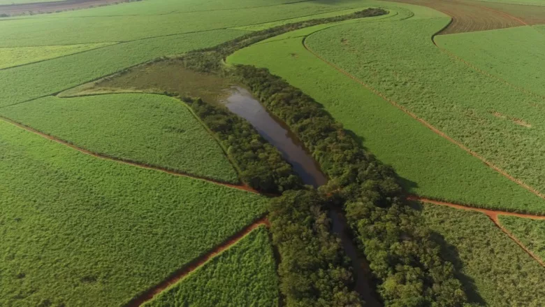 Global Organics to offer Regenerative Organic Certified sugar