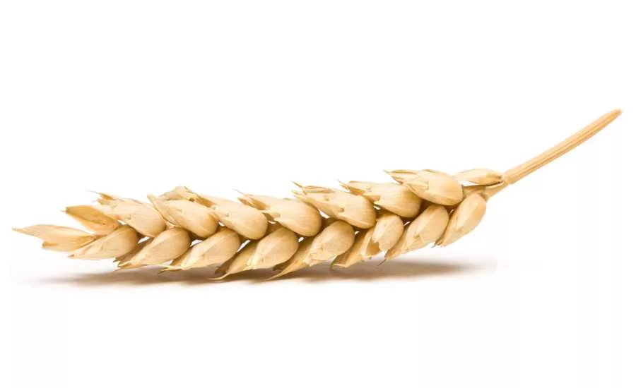 wheat sensitivity
