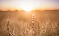1 The growing importance of clean-label foods