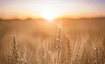 The growing importance of clean-label foods