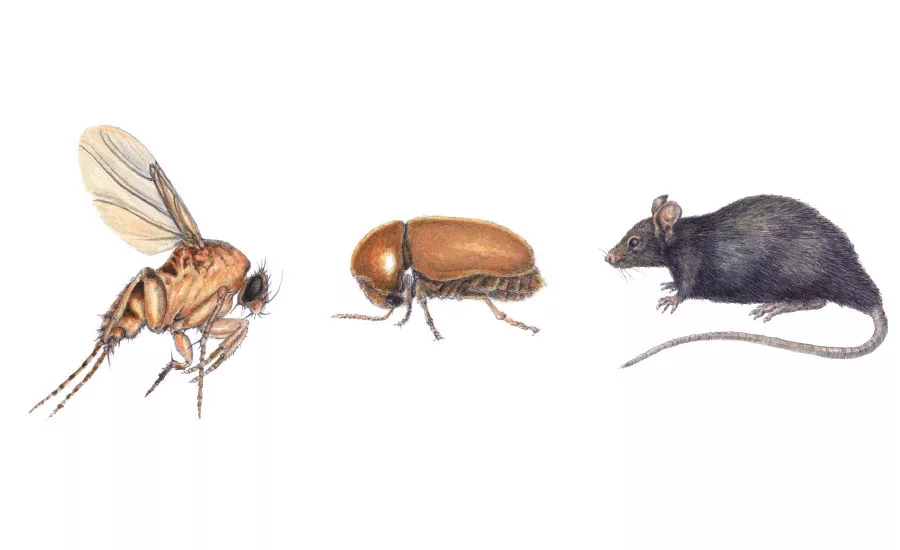 common pests