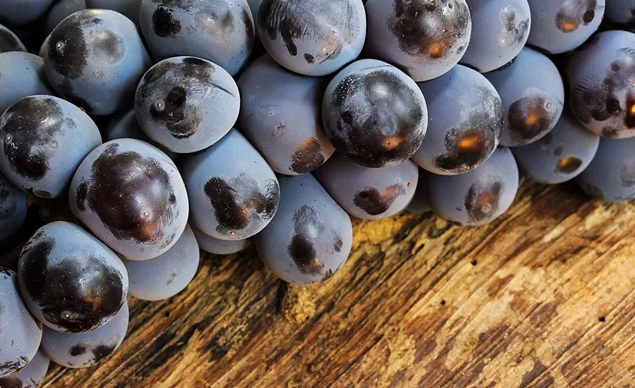 Concord Grapes