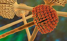 Aflatoxin