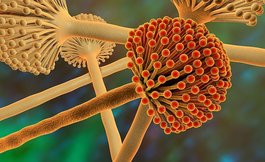 Aflatoxin