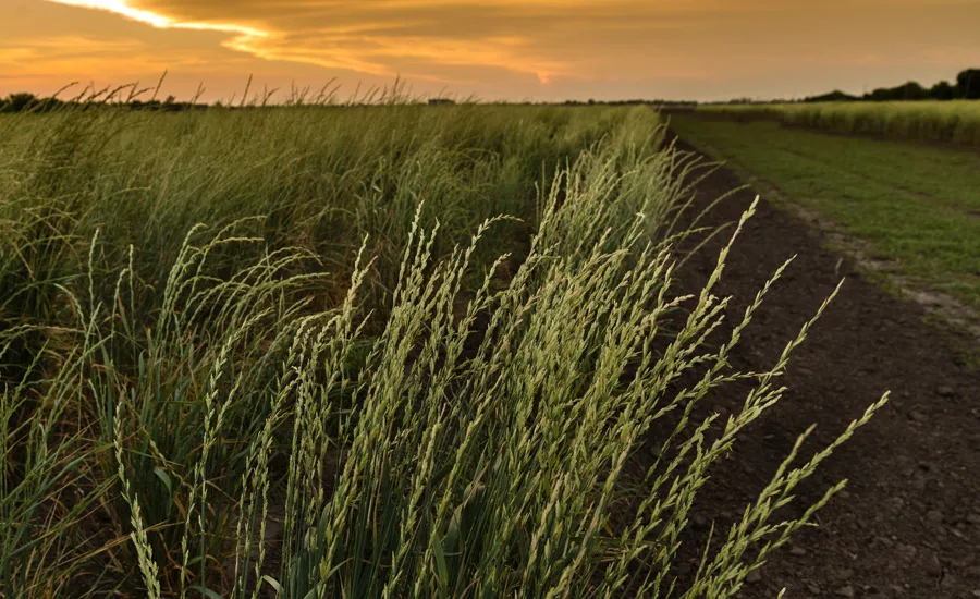 Consumers seek simple, clean-label, good-for-you grains