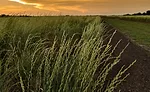 Consumers seek simple, clean-label, good-for-you grains
