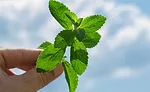 Sweetener solutions for snack and bakery formulations