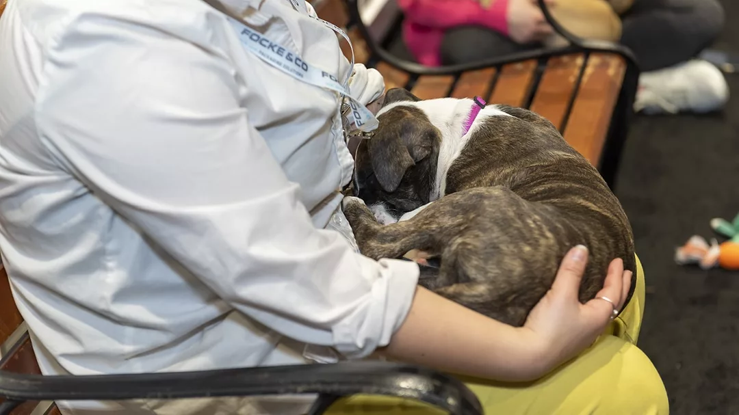 Puppy Lounge.jpg