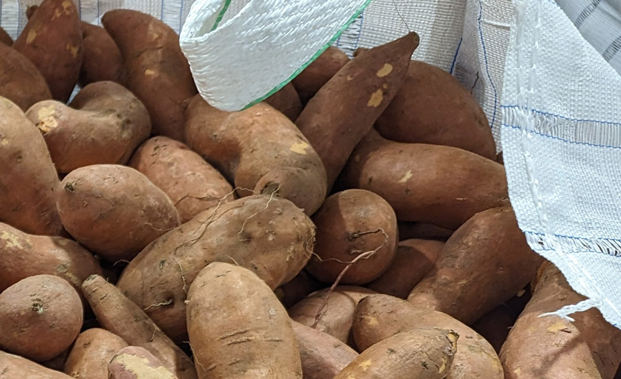 sweet potato