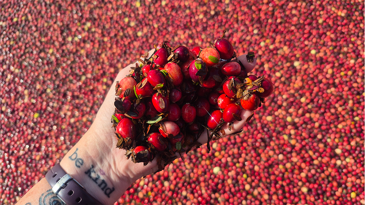 The item in the image is rose hips, a small, edible fruit produced by rose plants. 