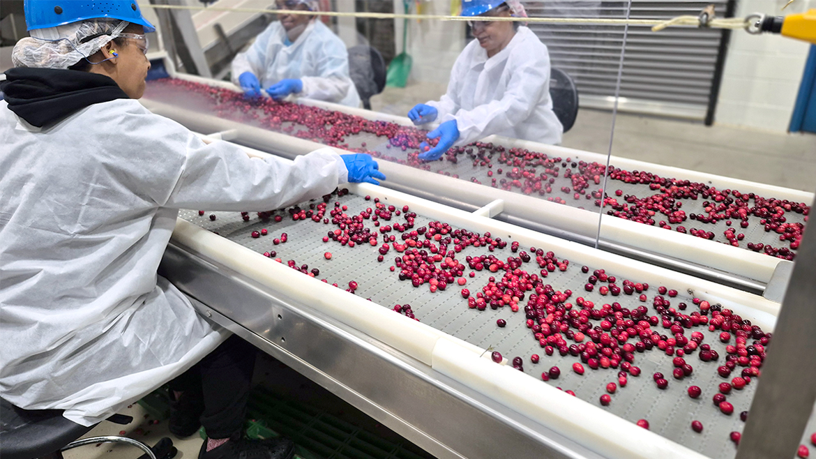 The image depicts workers in a factory manually sorting cherries on a conveyor belt. 