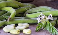 BENEO faba beans BENEO faba beans