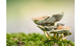 New fundraise positions MycoTechnology to take its mushroom mycelia platform onto the global stage