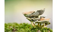 New fundraise positions MycoTechnology to take its mushroom mycelia platform onto the global stage