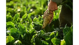 Sensus expands chicory root fiber production to meet consumer demand for health and wellness food products