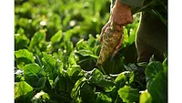 Sensus expands chicory root fiber production to meet consumer demand for health and wellness food products