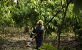 Barry Callebaut unlocks pre-harvest activities for better cocoa yield