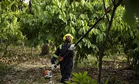 Barry Callebaut unlocks pre-harvest activities for better cocoa yield Barry Callebaut unlocks pre-harvest activities for better cocoa yield