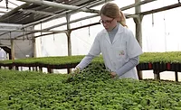 Cargill announces stevia sustainability program benchmarked at Silver Level by FSA 3.0 Cargill announces stevia sustainability program benchmarked at Silver Level by FSA 3.0