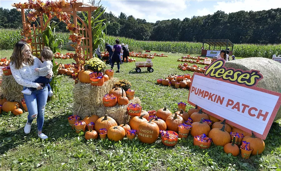 Reese's pumpkin patch