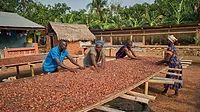 Barry Callebaut cocoa farmers