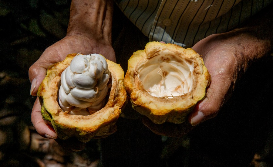 Fairtrade Foundation open cocoa pod