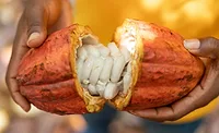 Koa cocoa pod.jpg