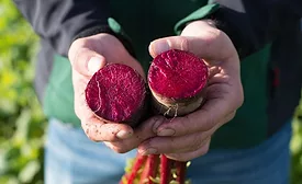 GNT beets_web.jpg