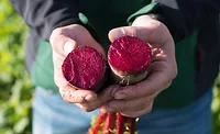 GNT beets_web.jpg
