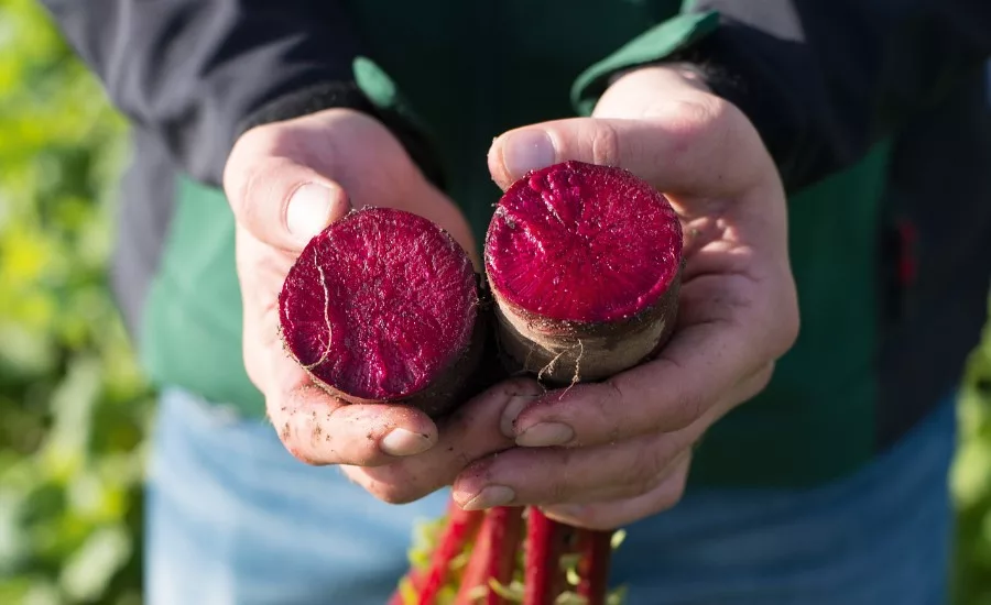 GNT beets_web.jpg