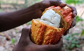 Cocoa fruit 02 (c) Koa.jpg