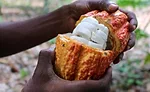 Cocoa fruit 02 (c) Koa.jpg