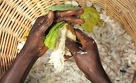 Cocoa hands