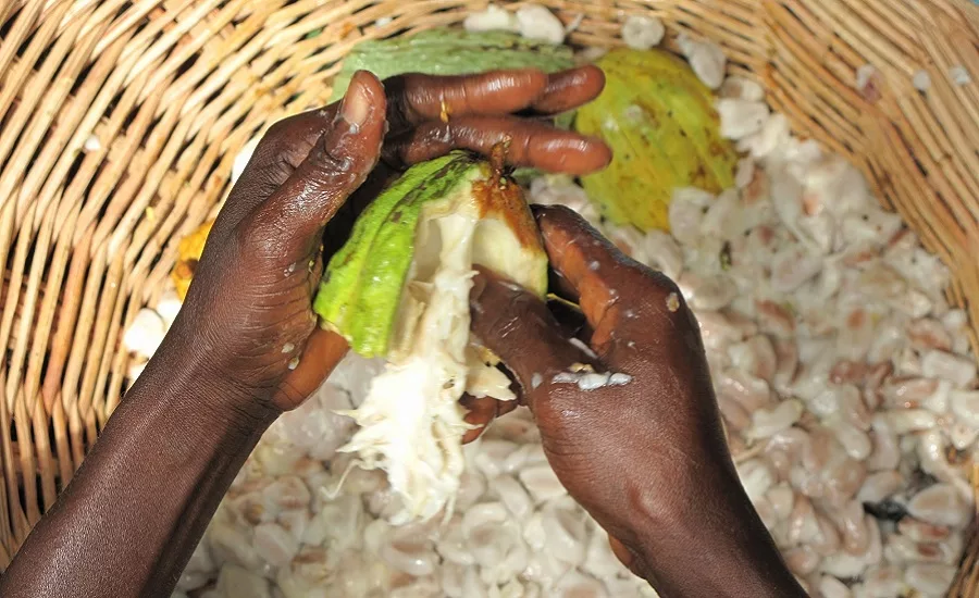 Cocoa hands
