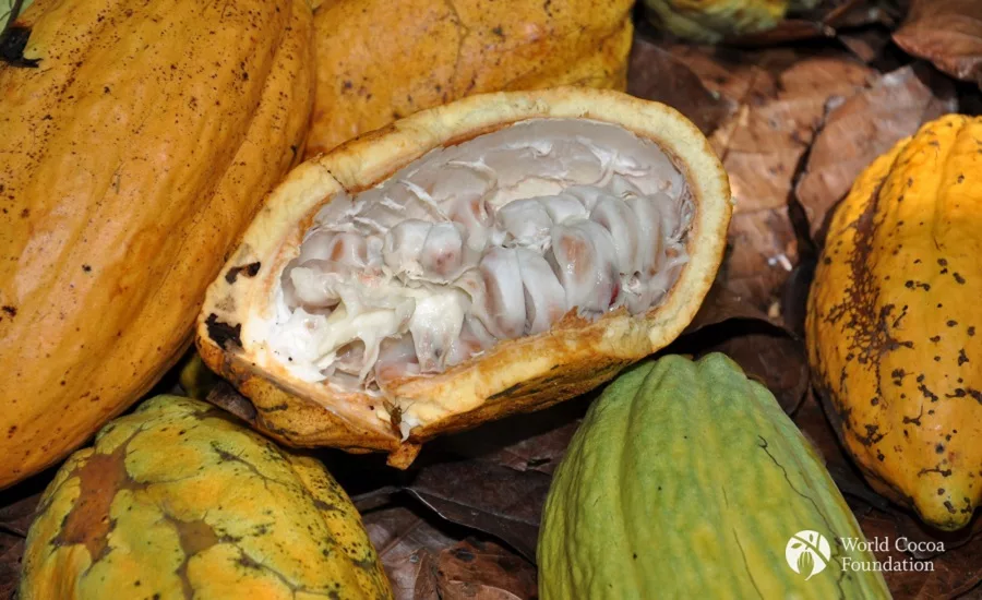 Open cocoa pods
