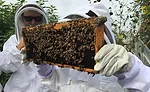 honey_summit1