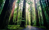Redwood_forest Redwood_forest
