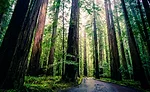 Redwood_forest