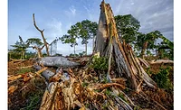 Deforestation