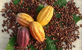 UTZ cocoa