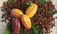 UTZ cocoa