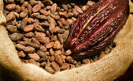 UTZ cocoa