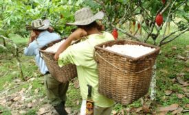 Colombia cocoa farmers