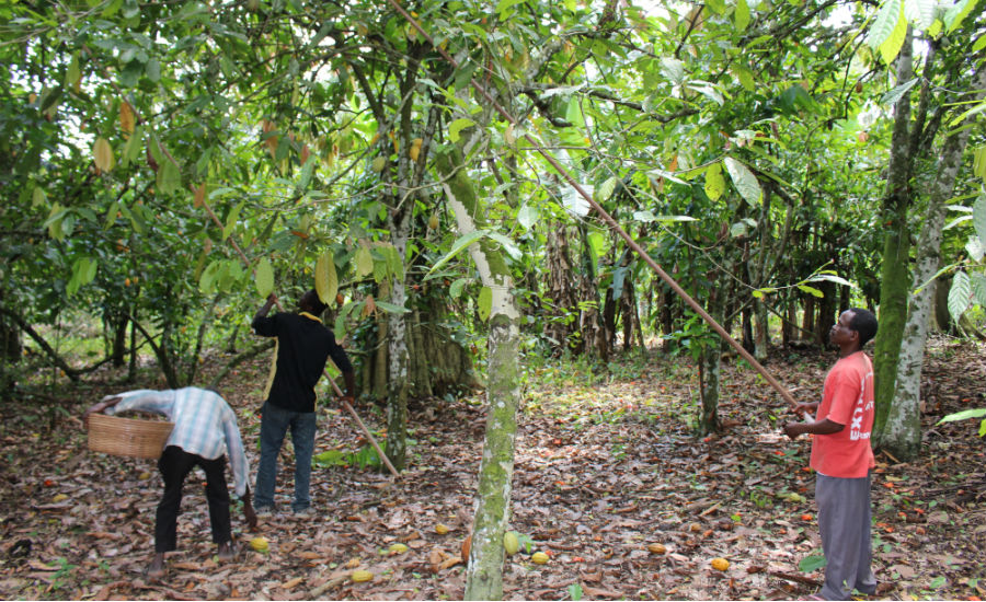 Mondelez Cocoa Harvesting