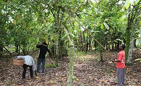 Mondelez Cocoa Harvesting