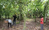 Mondelez Cocoa Harvesting Mondelez Cocoa Harvesting